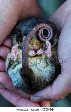 possums hibernate