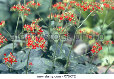 brilliant star, flaming katy, Madagascar widow's thrill ...