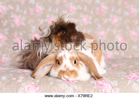 Lop Eared Dwarf Rabbit And Longhaired Guinea Pig Sitting Next To