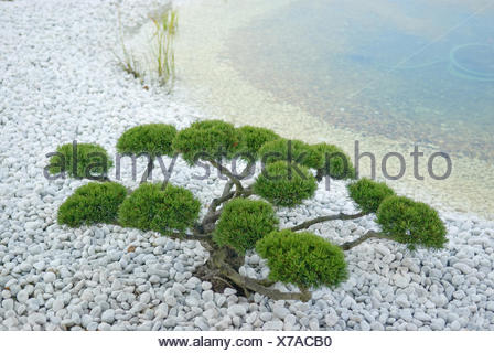 Mountain pine, Mugo pine (Pinus mugo mughus), topiary Stock Photo ...