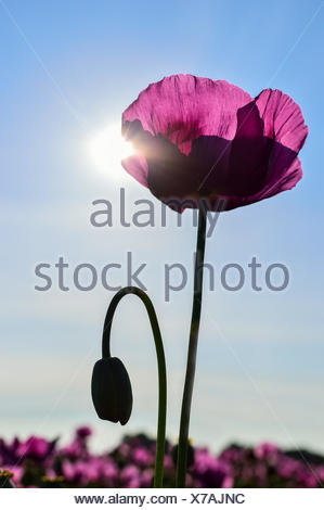 Poppy in violet in sunlight