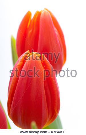 Schöne frische rote Tulpen als Blumenstrauß zu ostern und Valentinstag isoliert