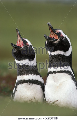 Falkland Islands South Atlantic islands Magellanic penguins calls Spheniscus magellanicus