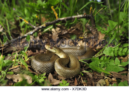 Italian Aesculapian Snake (Zamenis lineatus Stock Photo - Alamy