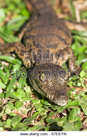 Portrait of a nile crocodile hatchling