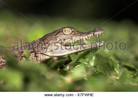 Portrait of a nile crocodile hatchling