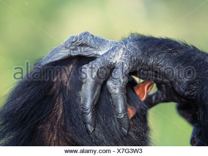 chimpanzee hand bones