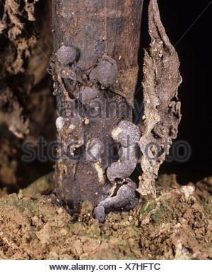Stem rot Sclerotinia sclerotiorum sclerotia mycelium on cucumber stem ...