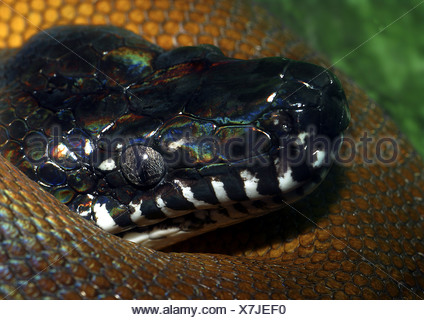 D'Albert's water python, White-lipped python, D'Albertis' python ...