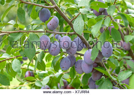 European plum (Prunus domestica 'Zum Felde', Prunus domestica Zum Stock
