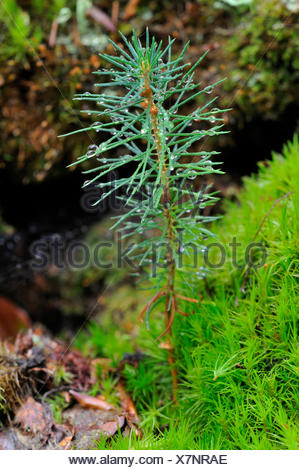 norway spruce tree seedlings