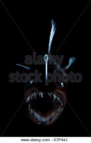 Deep sea Anglerfish female with lure (Melanocoetus johnsoni) Atlantic ...