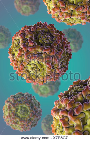 Structure Human Parvovirus B19 (PDB 1S58). B19 virus causes childhood