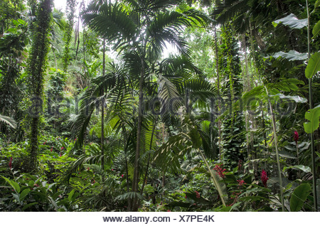 Jamaica, rainforest, forest, Ocho Rios, Jamaica Stock Photo - Alamy