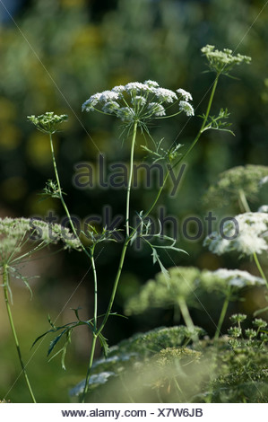 bullwort, toothpick ammi, Bishop's flower (Ammi majus), blooming, Germany