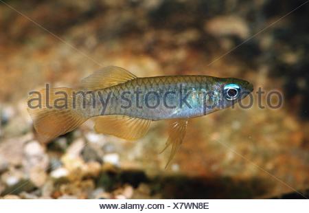 (Aplocheilichthys macrophthalmus Stock Photo: 75982386 - Alamy