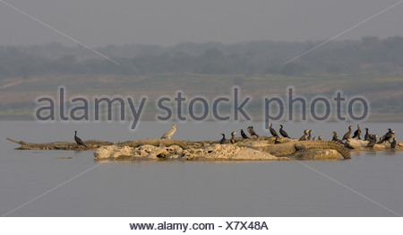 crocodylus palustris mugger intia taavetti gharial marsh cormorants heron