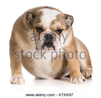 English Bulldog Sitting 8 Month Old Puppy Stock Photo