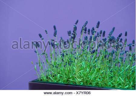 Lavendel Vor Lila Wand Lavender In Front Of A Purple Wall Stock Photo Alamy