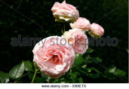 Pink Roses Rosa Stock Photo Alamy