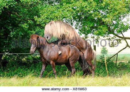 Icelandic Horses, stallion and mare, mating / stud horse Stock Photo ...