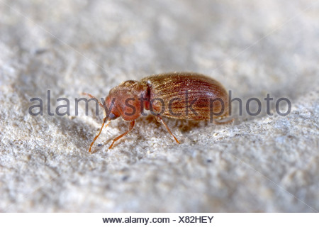 biscuit beetle