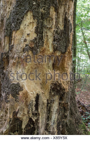 Woodpecker marks on a tree, Harz National Park, Thale, Saxony-Anhalt