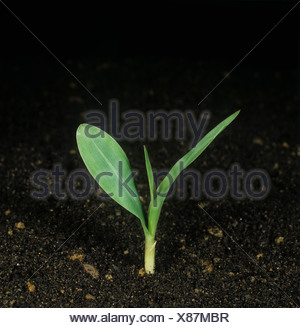 Corn Zea mays seedling emerging from dark soil The plant is 1 2 weeks ...