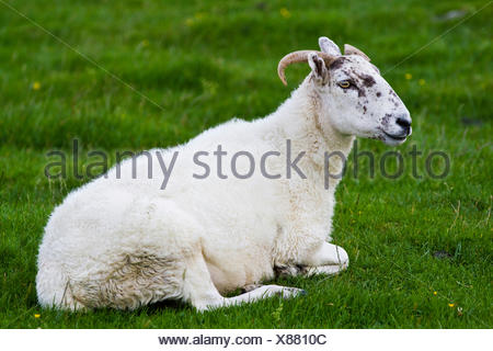 Sheep on a pasture, Yorkshire Dales, England, United Kingdom