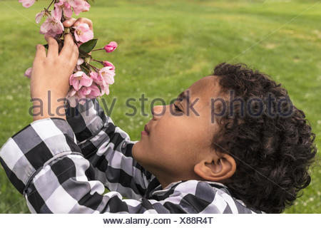 Young girl examining pink apple blossoms after a shower of rain; Edmonton, Alberta, Canada - Stock Photo