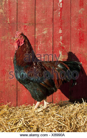 Livestock - Red Dorking rooster standing on hay in front of red barn ...