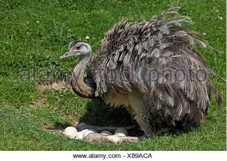 greater rhea (Rhea americana), lying in a meadow and sleeping Stock ...