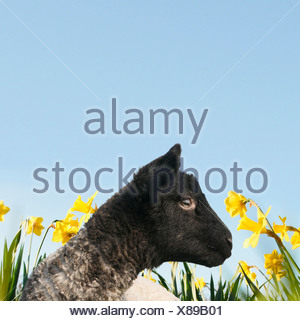 Lamb walking in field of flowers