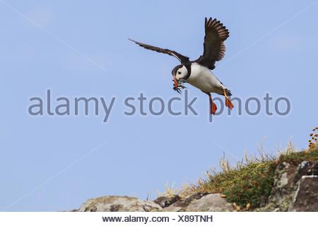Atlantic puffin, Common puffin (Fratercula arctica), flying with fishes in the beak landing, United Kingdom, Scotland
