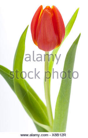 Schöne frische rote Tulpen als Blumenstrauß zu ostern und Valentinstag isoliert