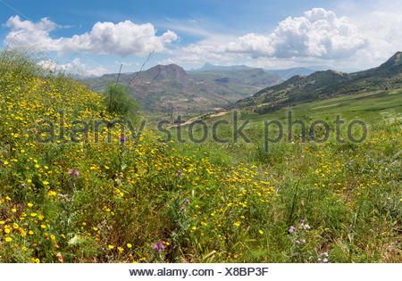 Sicily spring meadow landscape with flowers, Sicily Island, Italy Stock ...