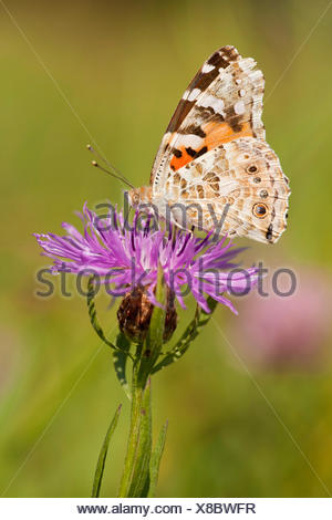 painted lady, thistle (Cynthia cardui, Vanessa cardui), at brown knapweed, Centaurea jacea, Germany, North Rhine-Westphalia