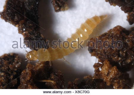 Greenhouse rove beetle (Dalotia coraria) larva predator of glasshouse ...