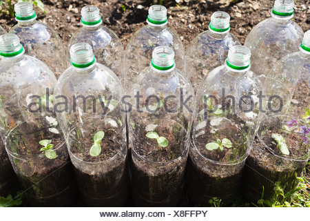 Plants growing in plastic bottles hanging from house, Cebu Stock Photo ...