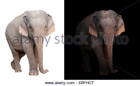 huge elephant in dark background 3d rendering stock photo alamy alamy