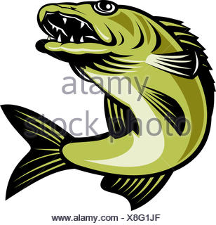 Walleye Fish Jumping Isolated Retro Stock Vector Art & Illustration ...