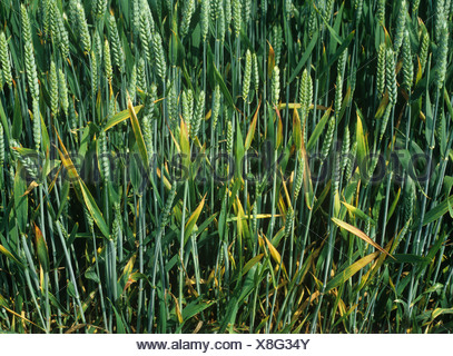 BYDV barley yellow dwarf virus symptoms in maturing wheat crop Stock ...
