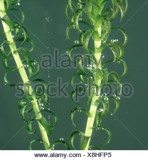 Elodea species image