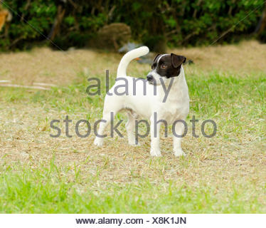 A Small Black And White Rough Coated Jack Russell Terrier Dog