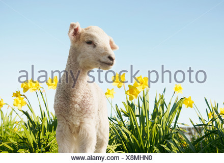 Lamb walking in field of flowers