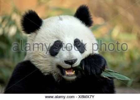 Giant Panda (Ailuropoda melanoleuca) sub adult feeding. Bifengxia, China. Captive.