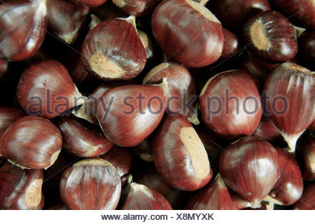 Chessnuts. Jinquer Stock Photo: 60102884 - Alamy