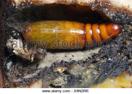 Caterpillar (Heliothis sp Stock Photo - Alamy