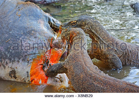 Komodo-Waran, Komodo Waran, Komodowaran (Varanus komodoensis), zwei ...