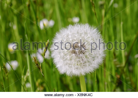 Verblühter Löwenzahn, Pusteblume